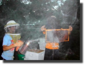Davie County Beekeepers
